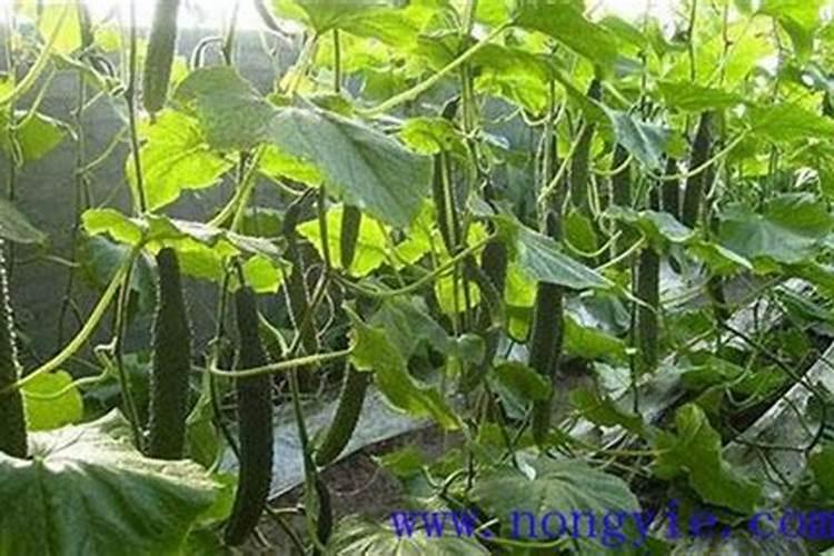 黄瓜施肥的正确方法,施什么肥好