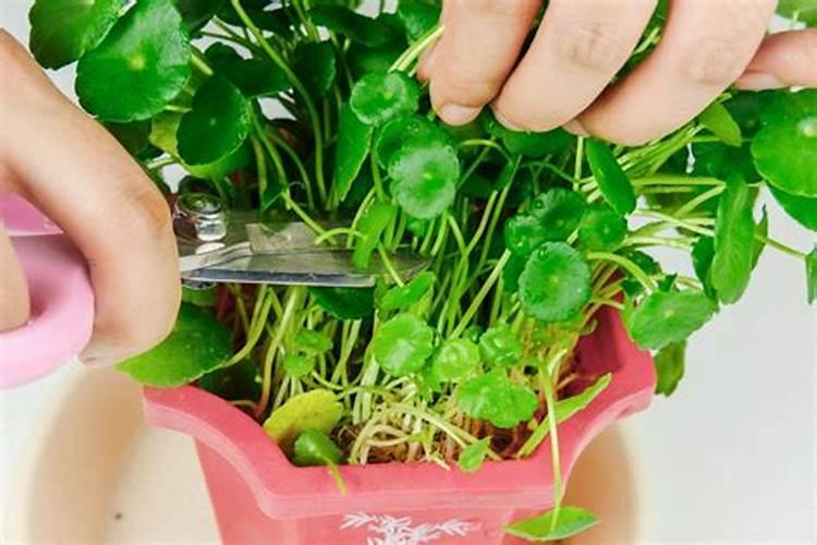 水培铜钱草水里要放什么肥料