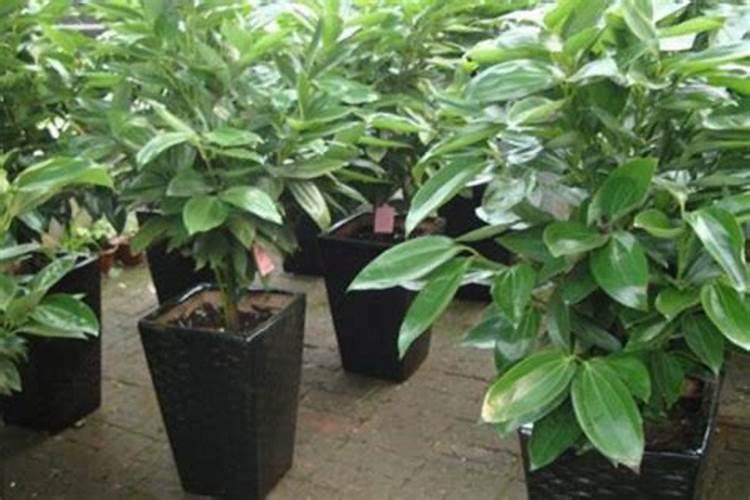 平安树用什么肥料最好