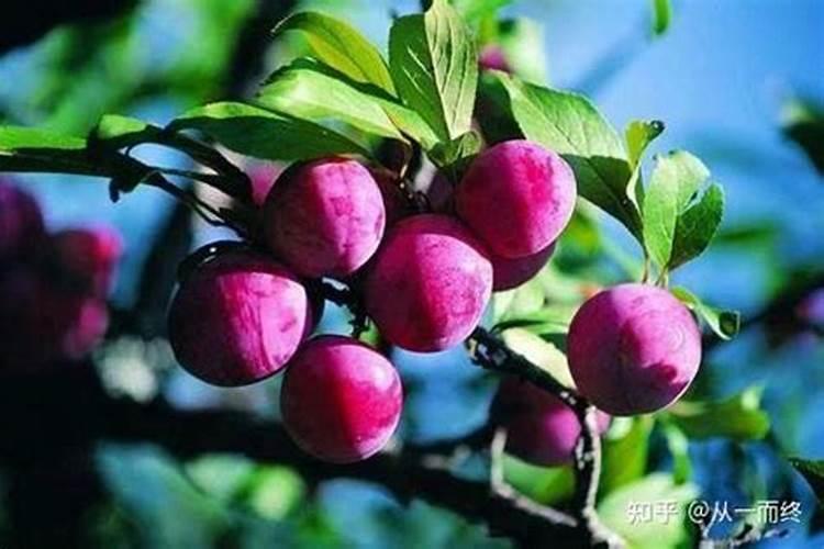 老鸦柿下山桩几年结果