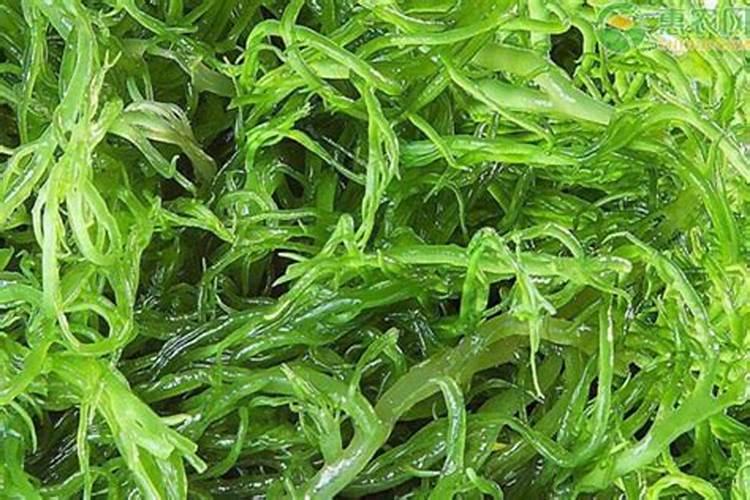 揭秘:海藻有机肥到底好不好？