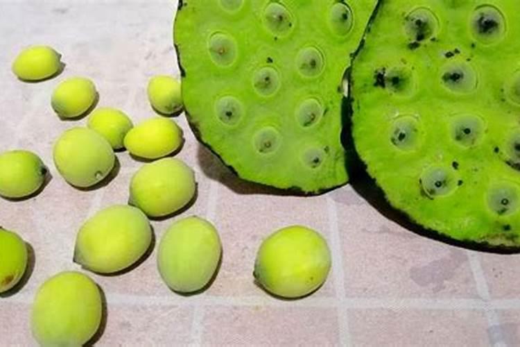 花盆莲蓬怎么施肥不烧根呢