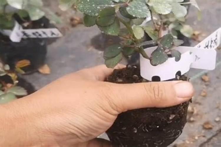 树苗多久施肥 树苗何时需要施肥