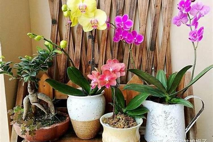 秋天可以移植盆栽(秋天可以移花盆吗)