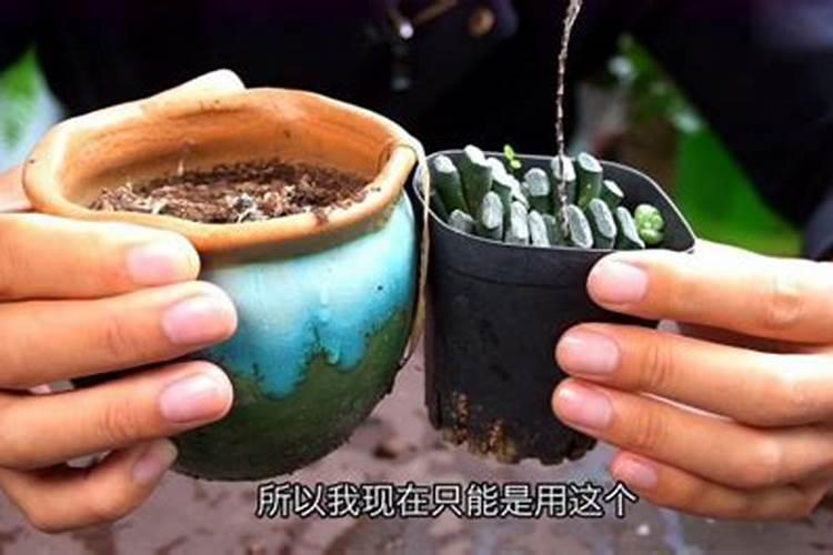 秋天可以给蝴蝶兰换盆吗