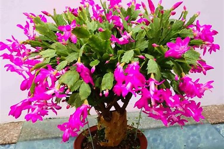 香蕉抽蕾后怎么施肥