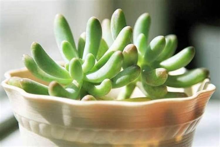 冬天广寒宫多肉(冬天广寒宫多肉养护指南,温暖度过寒冷季节)