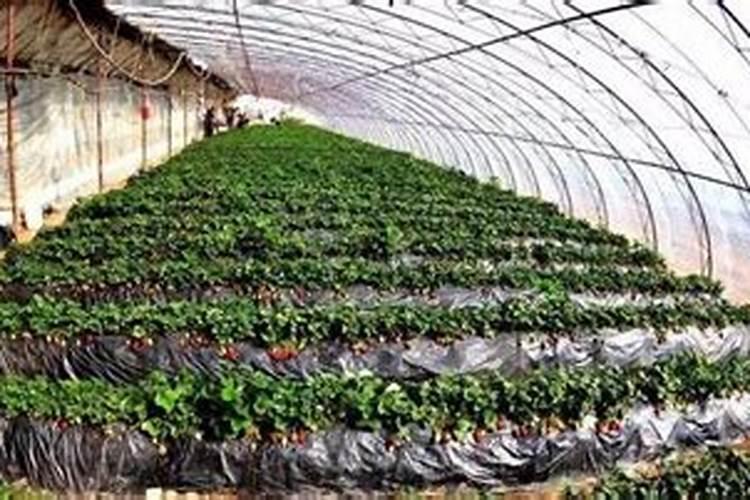 温室种植草莓如何提高产量？