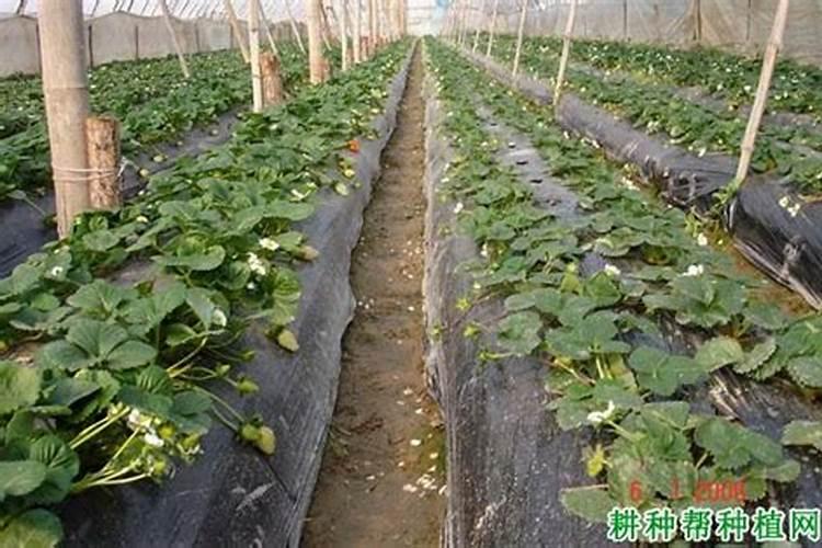 大棚草莓种植多少天可以冲施肥料