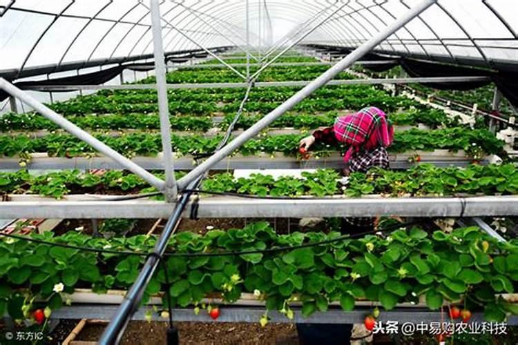 大棚草莓施肥方案,什么时候施肥