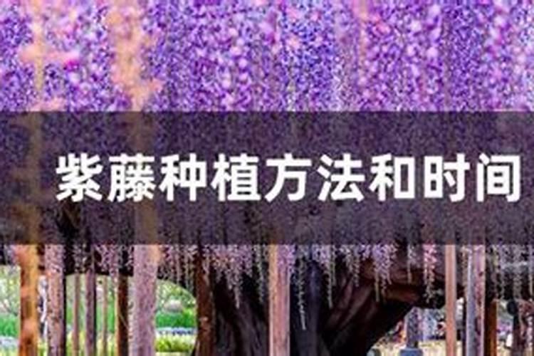 春天紫藤施肥方法及时间紫藤春天施肥方法及时间