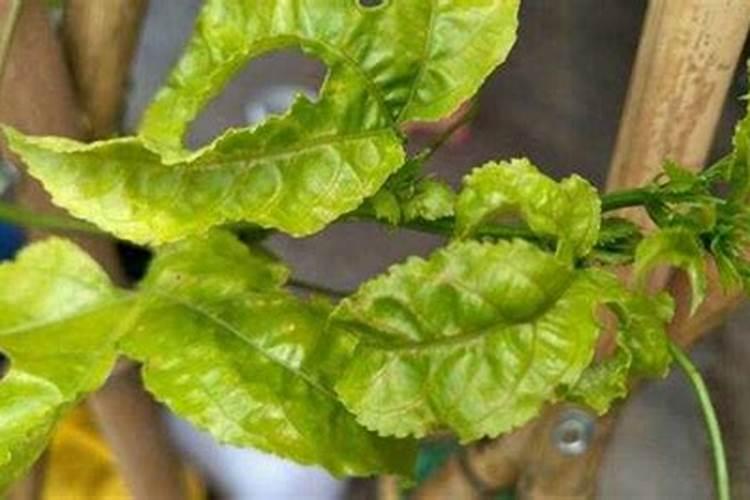 百香果叶子发黄怎么办