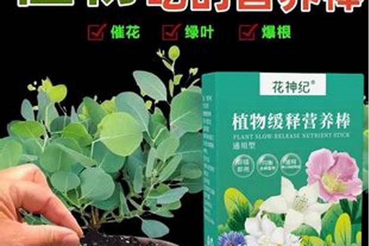 玉米开花后还要施肥吗