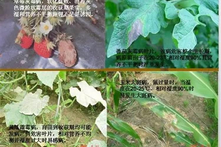 肥料过量对植物的影响