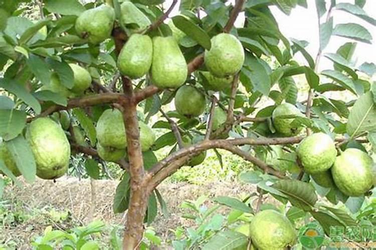 如何种植番石榴