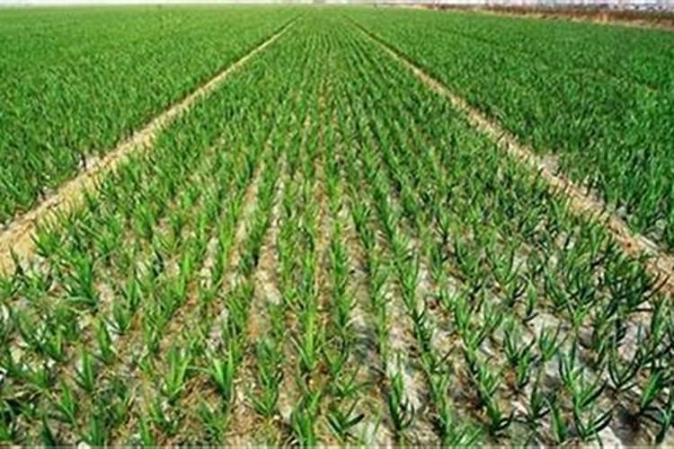 猕猴桃叶子发黄