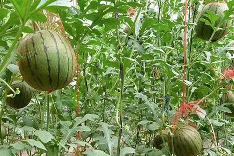 孜然的生长周期有多长？