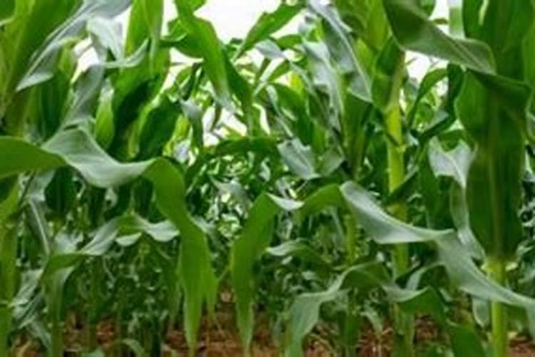 玉米施肥最佳时间