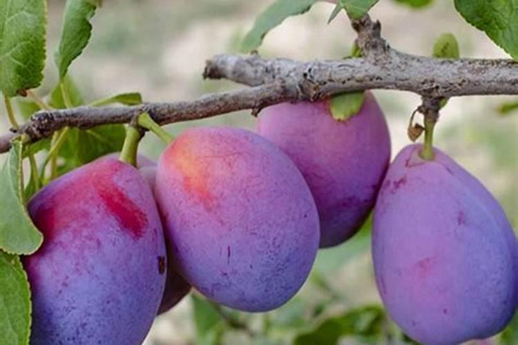 广西源润农业发展有限公司产品有哪些