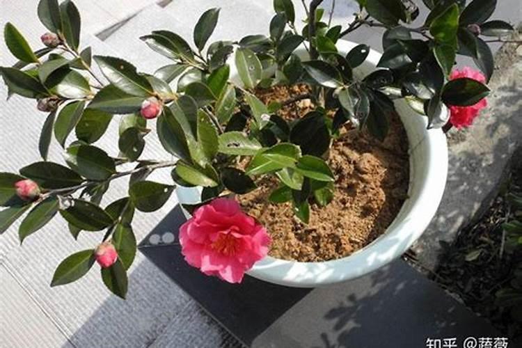 茶梅有花苞了能喷叶面肥吗？
