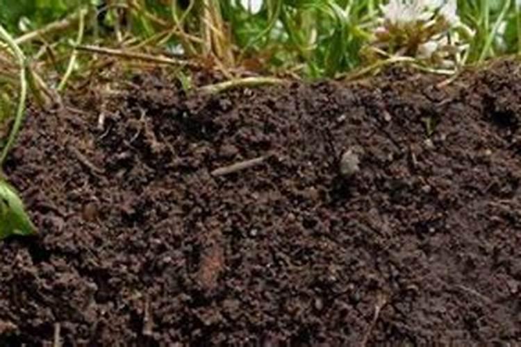 粉蕉用什么肥料最好