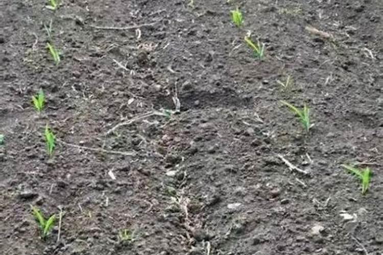 浇小麦冬水最佳时间