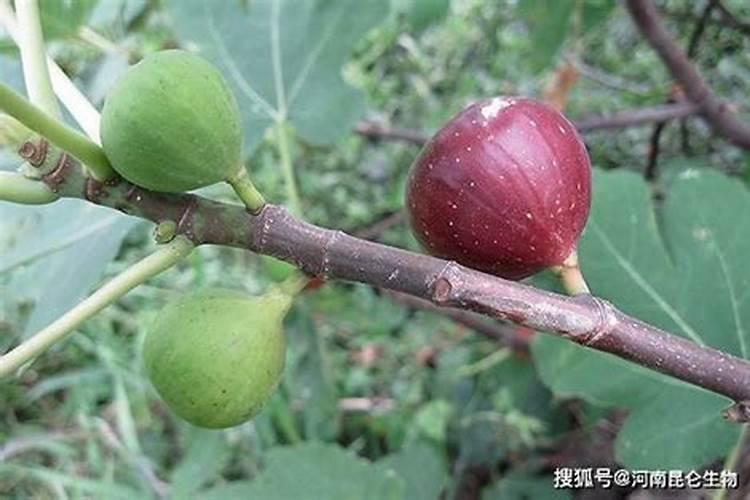 无花果施什么肥好