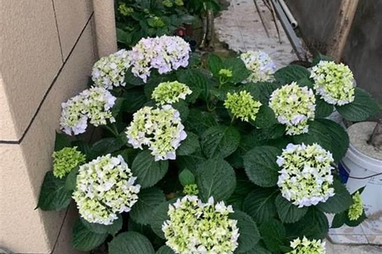 种植马铃薯需要在什么时候施肥