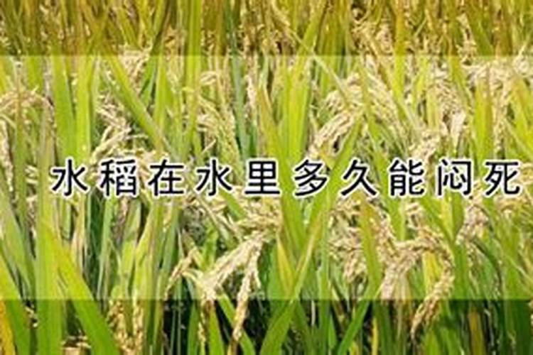 高温下稻芽会不会晒死？