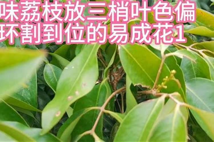 荔枝梢期可以喷氨基酸叶面肥吗