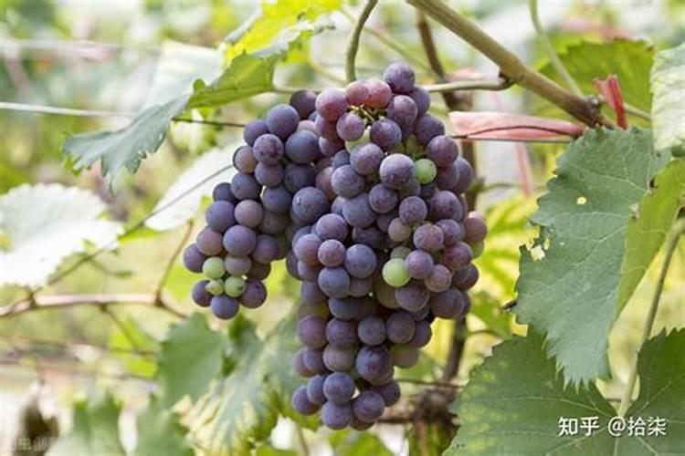 催花用什么肥料好