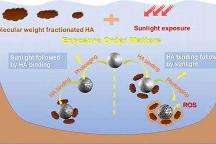 鹿茸菌多少钱一斤市场价
