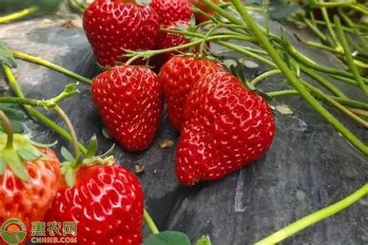 草莓结果几天充一次肥