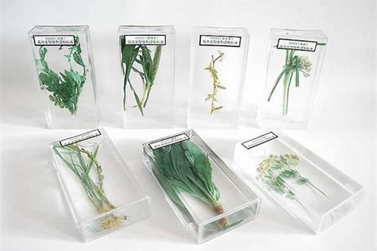请问是什么植物,根是个大圆球,有半人高,叶子像兰花的叶子长长窄窄的垂下...