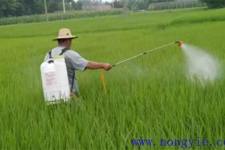 喷叶面肥加尿素正确方法