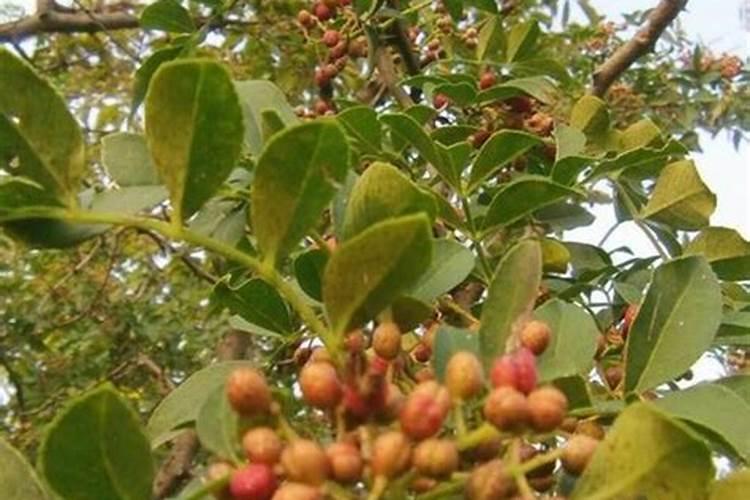 花椒树施什么肥