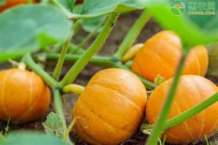 蜜本南瓜种植技术与管理