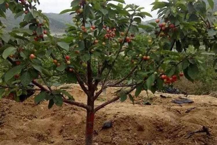 樱桃树底肥用哪种肥料最好？底肥用什么复合肥好？