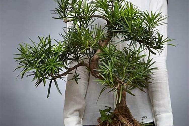 生产水溶肥有哪些厂家