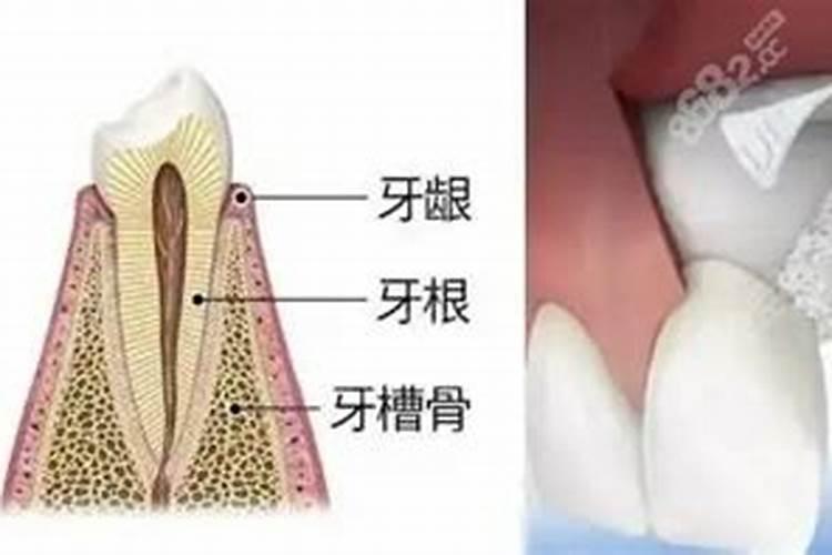 盆栽花卉如何正确使用生物有机肥 使用生物有机肥的方法