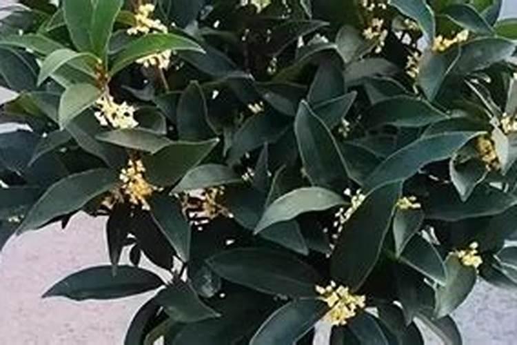 盆栽桂花可以施叶面肥吗