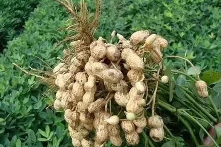 铁树多久施一次肥 铁树怎样施肥最好