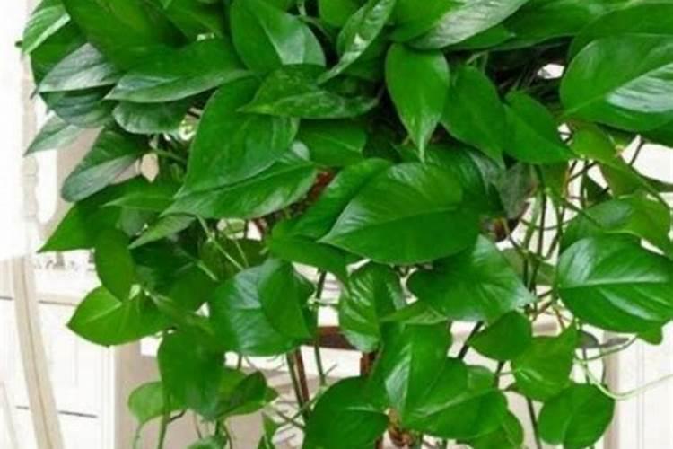 有什么办法能让桃子长得又大且模样好看？