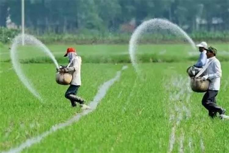 秋季稻田、果园种紫云英,来年就能大丰产,来看紫云英的利用价值百度知 ...