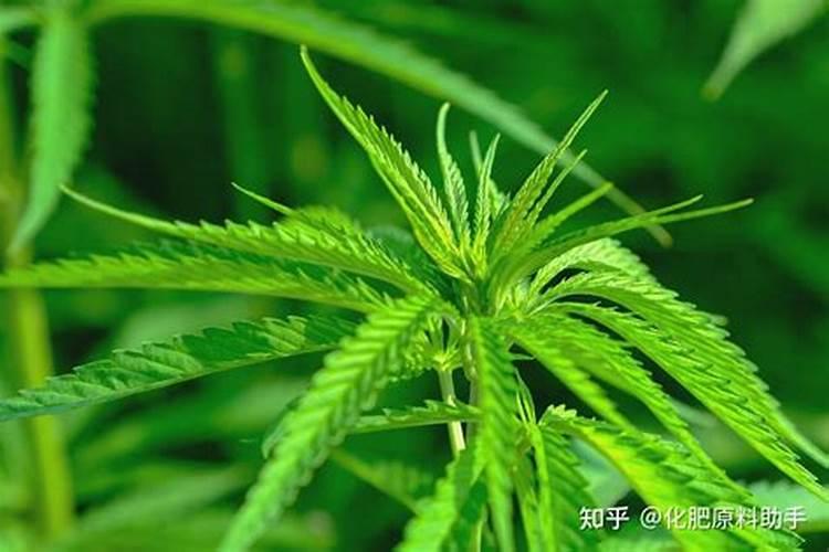 盆栽荷花如何施肥