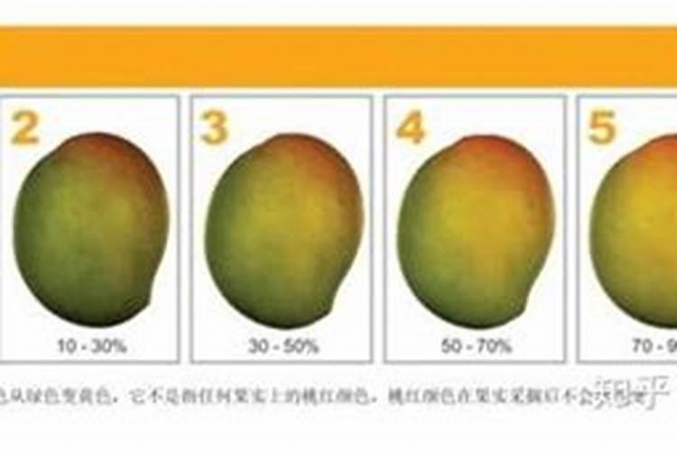 反季节芒果产量低的原因是什么,有什么解决措施？