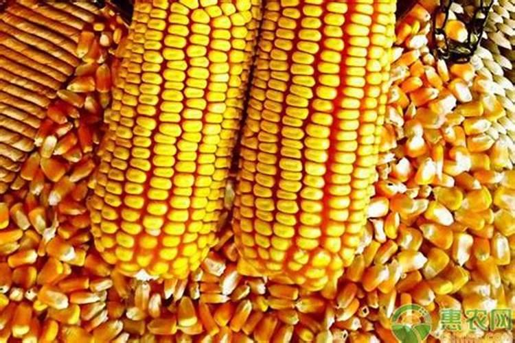 施可丰玉米专用肥价格表
