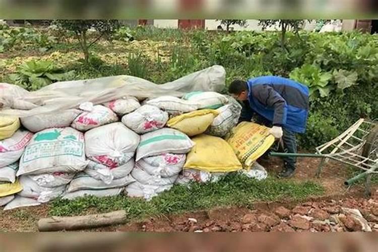 永春碳基肥辨别优质有机肥的妙招,你Get到了吗