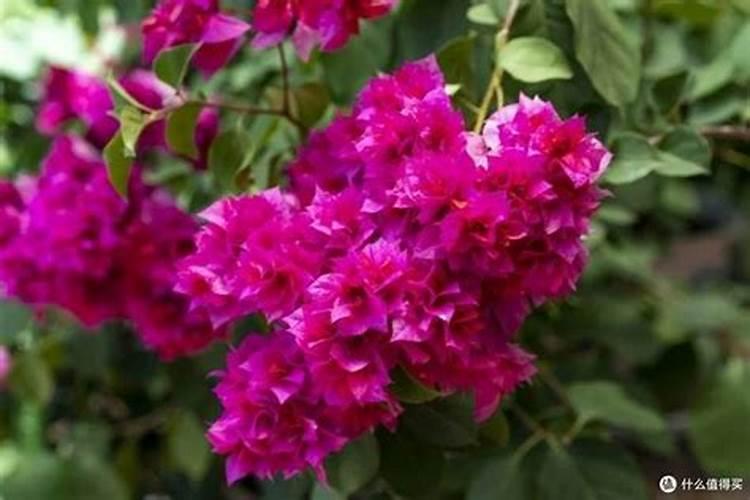 三角梅刚刚开花需要上什么肥？