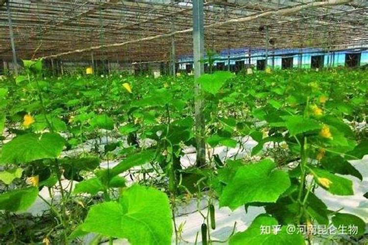 种黄瓜用什么肥料最好